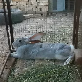 tovsan