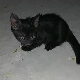 Pişijekler garaja