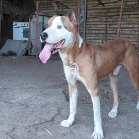 Pitbull