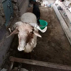 Goç