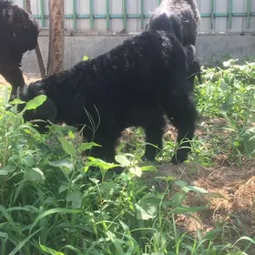 OWLAKLY GEÇI