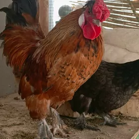 karlik horaz