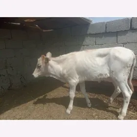 Гачар