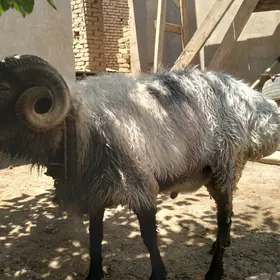 kockar