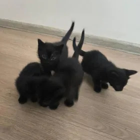 котята