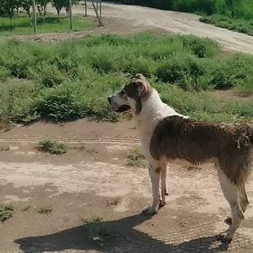 kopek