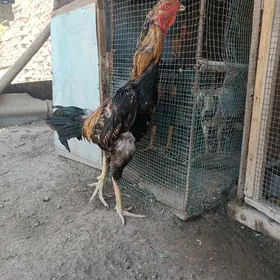 horaz