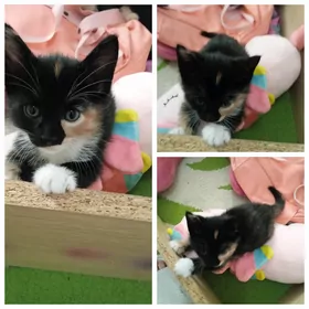Отдаю котенка