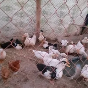 2aylyk ordek