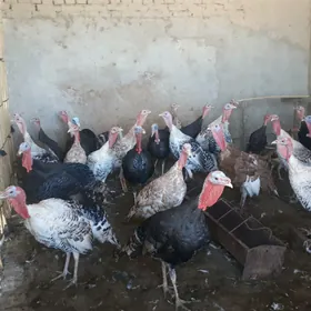 Erkek Induk