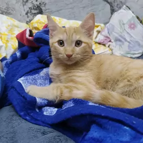 Домашние котята