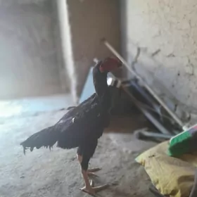 paroda horaz