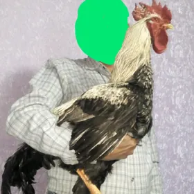 Гигант жуйже