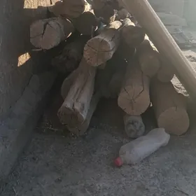 агач