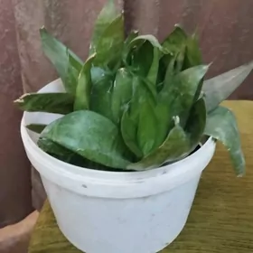 цветок домашний