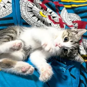 Котёнок в добрые руки