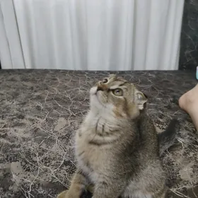 шиншилла мальчик