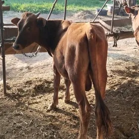 Arassa meydan okuz