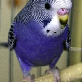 Popugay