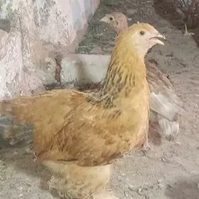 BRAMABRAMA