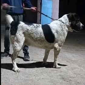 Boynak gokje burgut
