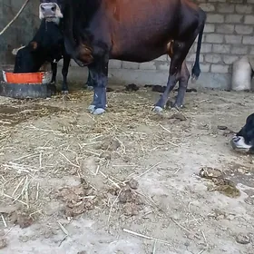 sygyr