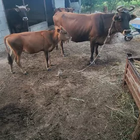 2 SANY TUWE