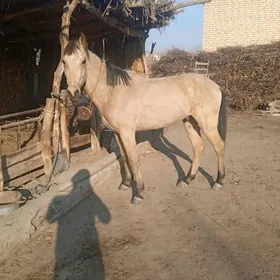 Melegus
