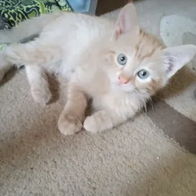 отдаю котят