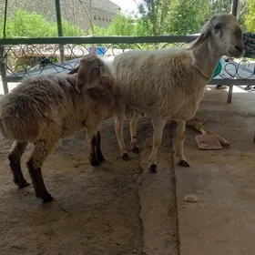 Goçlar