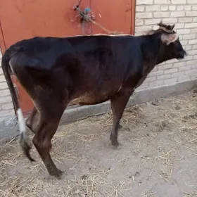 unajyn