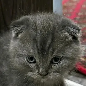 Вислоухий мальчик 2.5 мес .