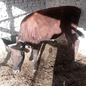 гачар