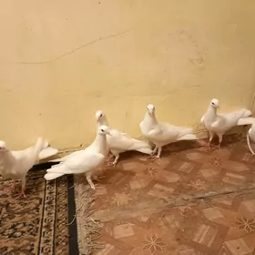 Kepderi