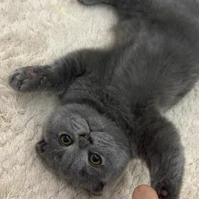 Котёнок