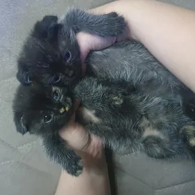 Вислоухие котята