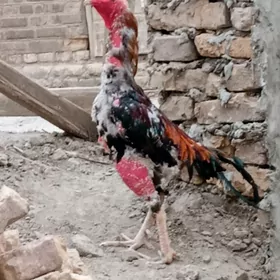 HORAZ .