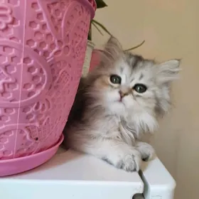 котенок