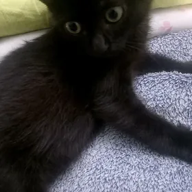 Кошки