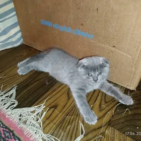 котёнок вислоухие