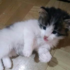 Отдам котят в добрые руки.