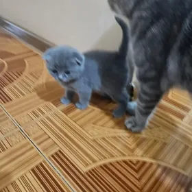 шотландские вислоухие котята
