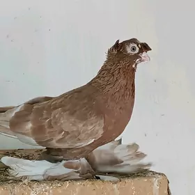 Kepderi