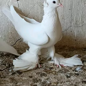 Kepderi