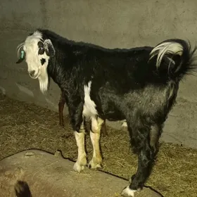MITIS KELEK TEKE