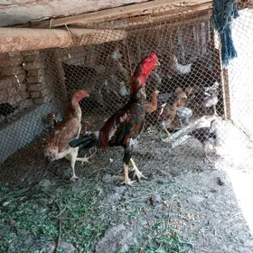 baysow horaz