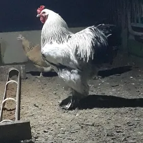 BRAMA