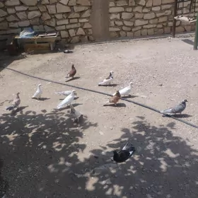 kepderi