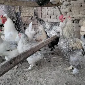 Paroda towuklar