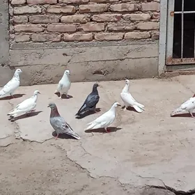 kepderi